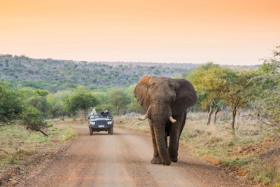 Leopard Mountain Lodge Safari